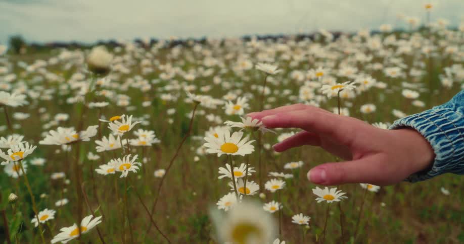 Womans hand touching a daisy swaying with the breeze on a field covered in daisies
