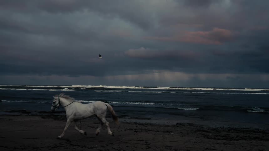 A white horse running along the sandy beach as a seabird flies overhead in the cloudy evening sky