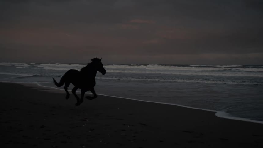 Horses are running on the shore at sunrise