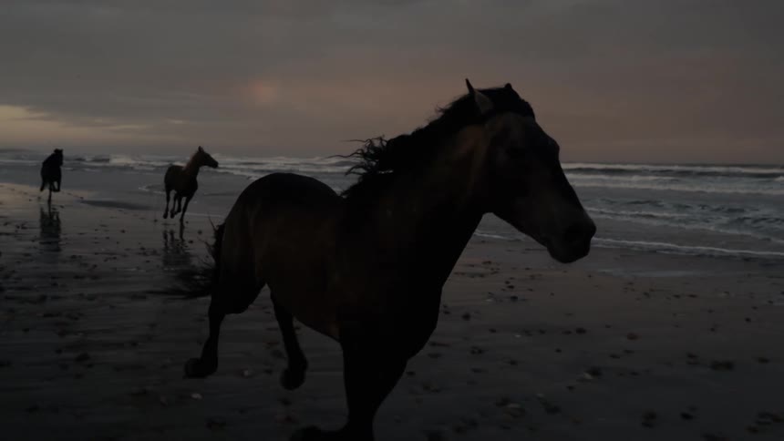 A silhouetted horse gallops prominently in the foreground along a dim beach as other horses follow with waves crashing under a dark cloudy sky