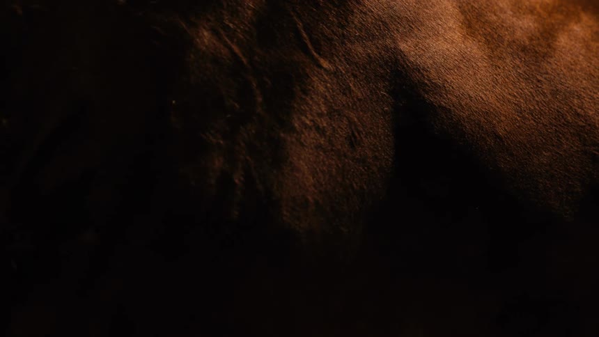 Extreme closeup of dark animal skin texture highlighted by warm light