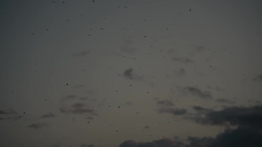 Large flock of birds flying against a dusky sky with scattered clouds