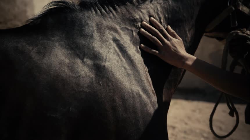 A person is petting a horse