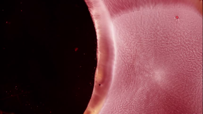 Pink organic texture in motion against a black abstract background