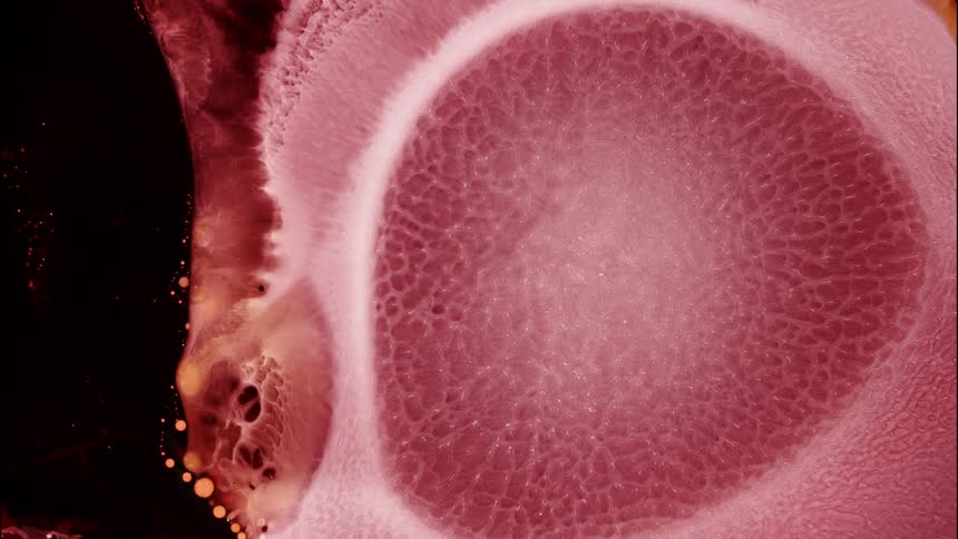 Highly magnified pink liquid pigment with a white center is expanding outward