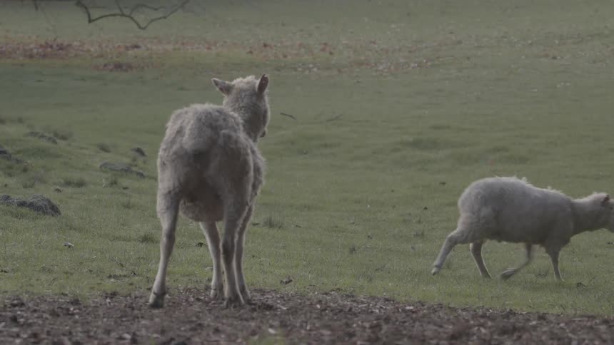 A sheep eating and another sheep walking on the grass