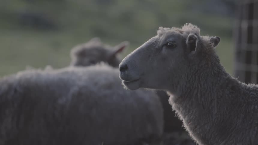 A sheep calmly chews while resting near another in soft outdoor light