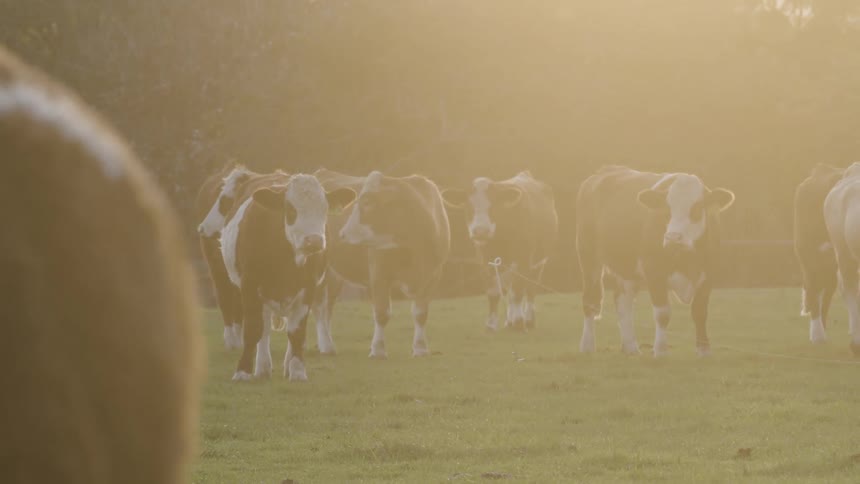 Several cows and bulls in a pasture on the farm