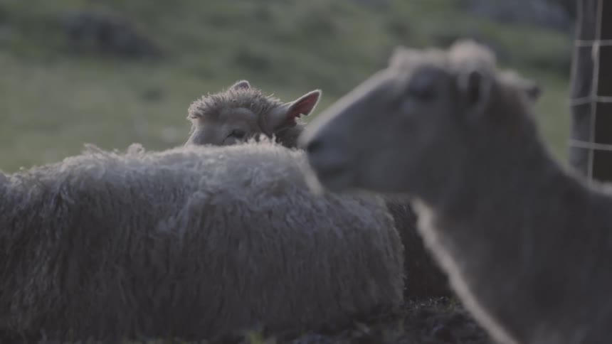Sheep chew on grass on a windy day