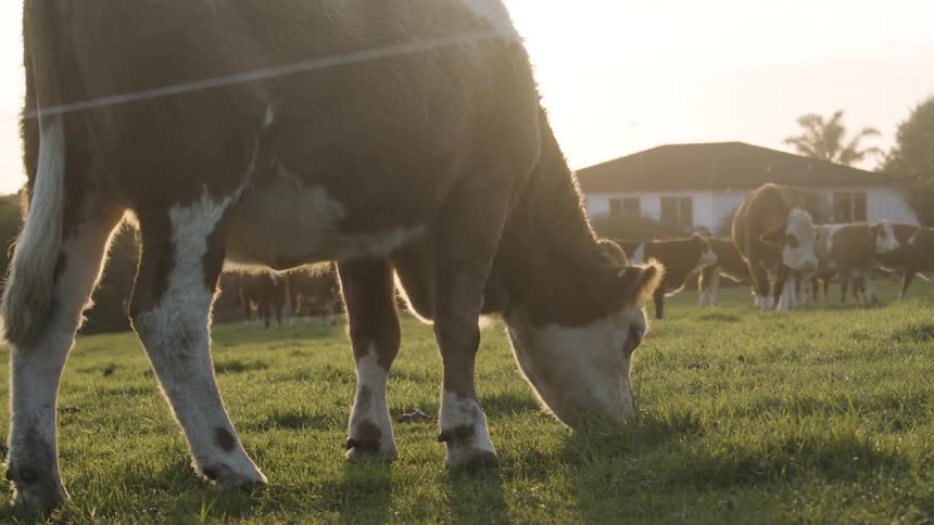 The herd of cows are grazing together on the farm