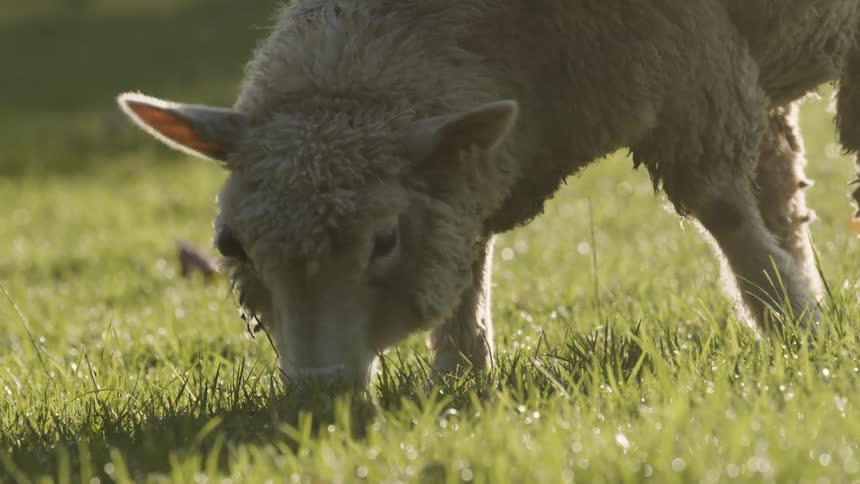 A sheep is grazing on green grass