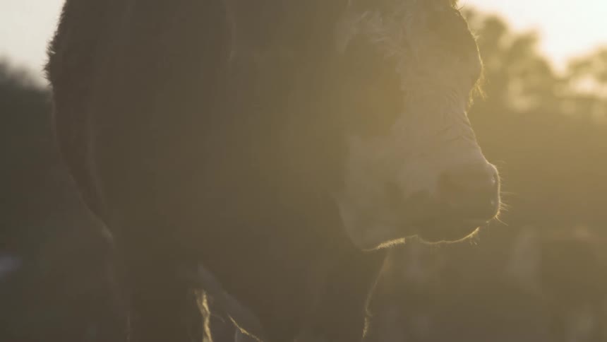 A cow stands in soft golden sunlight during dawn or dusk
