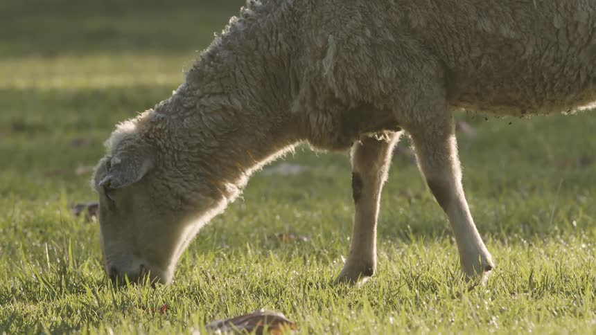 A sheep grazing on grass in a field under the bright sun on a clear sunny day