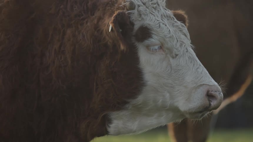 The wind blows the cows hair