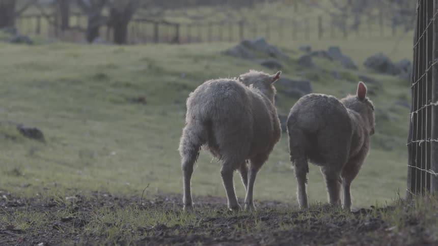 Two sheep on a farm