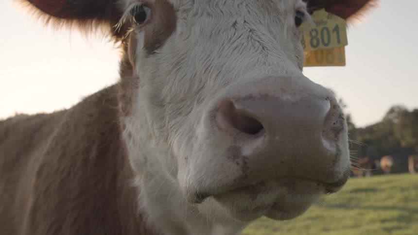 A brown and white cow with large eyes looks directly at the camera showing a yellow tag in its right ear with the number 801