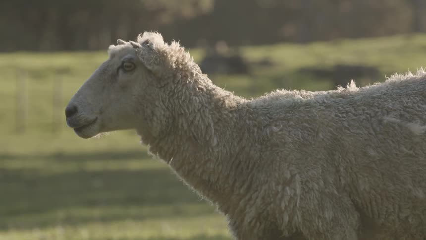 A lightcolored sheep with thick wool and a tagged ear stands in a sunny green field facing left