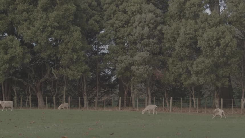 A herd of sheep grazing on a grassland enclosed by a wire fence at midday