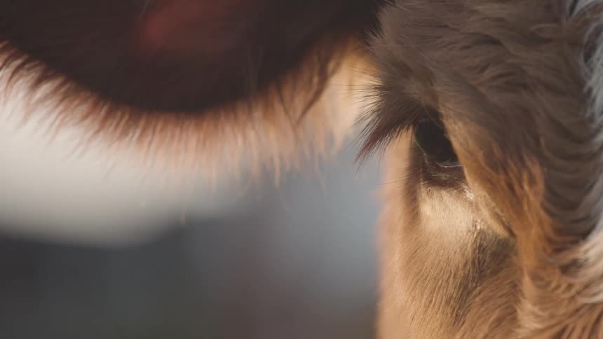 Wind blows the fur on the cow