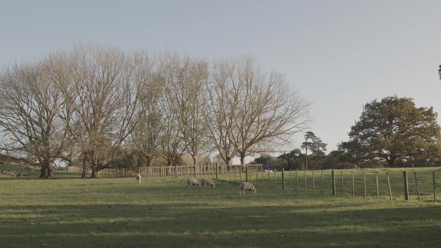 Sheep graze on the pasture