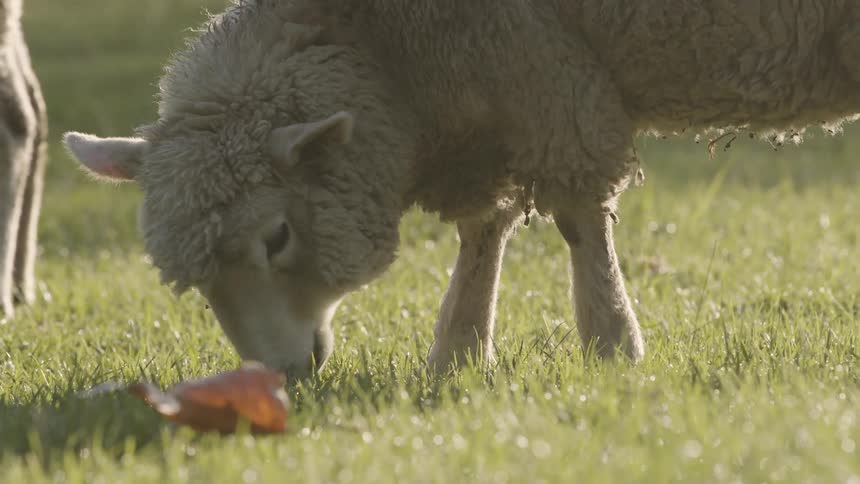 A white lamb is grazing in a sunlit grassy field