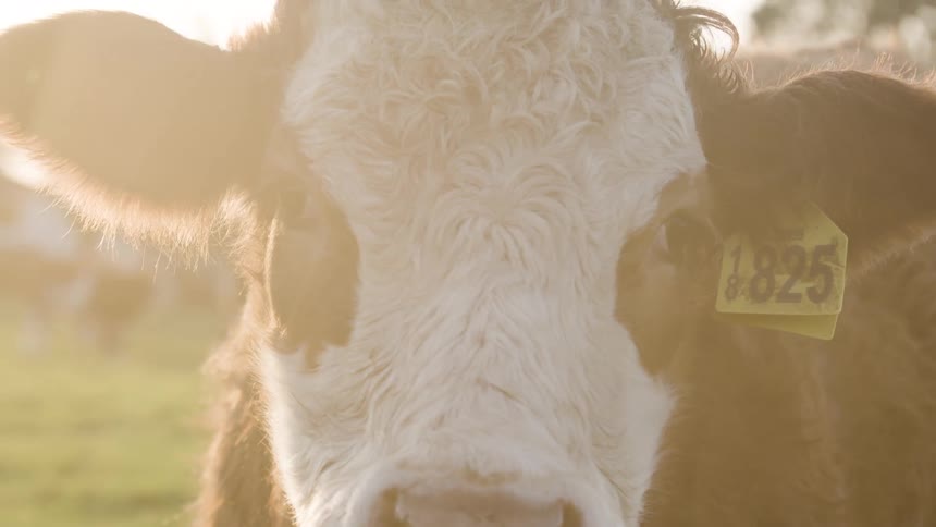 The cow is standing on the green grass of the farm