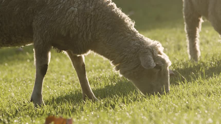 A herd of sheep grazing peacefully on a grassland under the bright sun