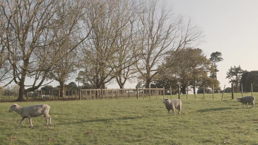 Three sheep graze in a sunny fenced field with tall trees and a clear sky in the background