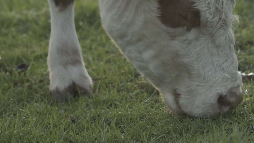 The cow steadily eats the green grass