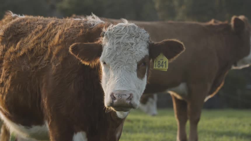 Cattle stand in a pasture as one turns its head to look around