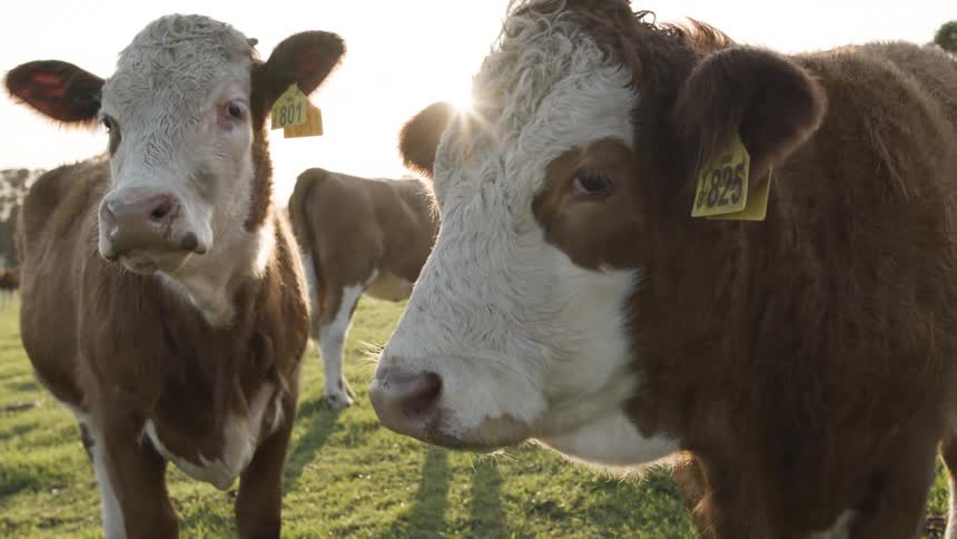 The cows stand together under the glaring sun