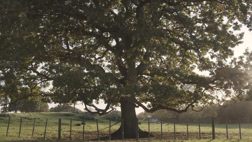A vast old oak tree with a sprawling canopy stands in a grassy field enclosed by a rustic wooden fence with sunlight streaming from the right