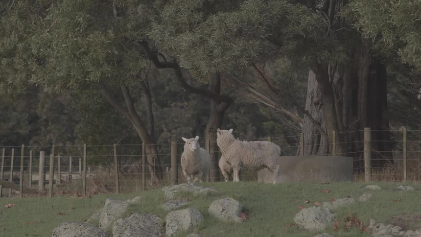Three lightcolored sheep stand near a concrete watering trough on a grassy hill with trees and a fence in the background