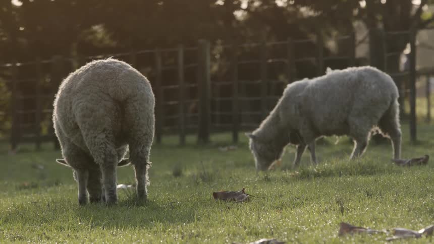 A farmer walks past the grazing sheep