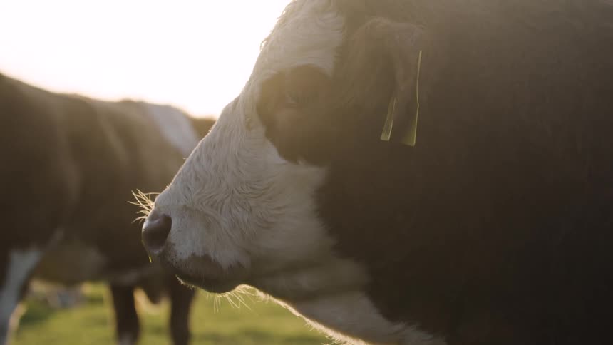 A brown and white cow with a visible ear tag stands in a sunlit grassy field with light shining around its head