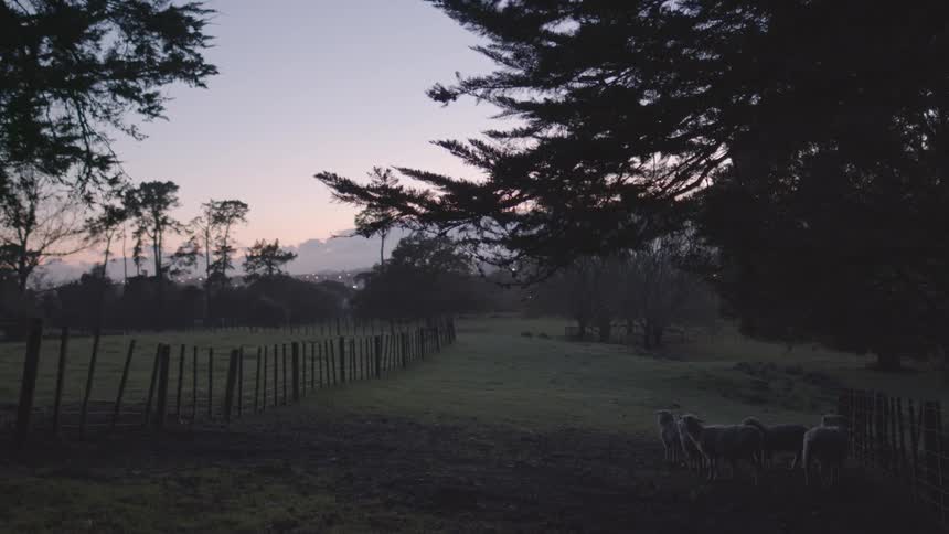 Sheep stand together in the shade of a tree