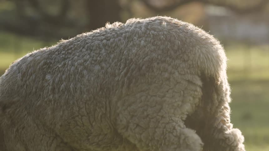 A white sheeps wooly back is illuminated by sunlight in a grassy field