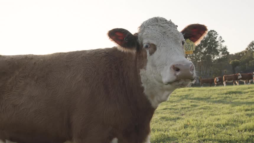 Close up of a cow standing on a farm with other farm animals during daytime