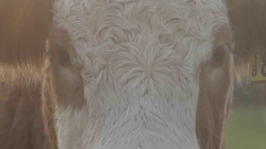 A closeup of a cows face with an ear tag staring directly into the camera