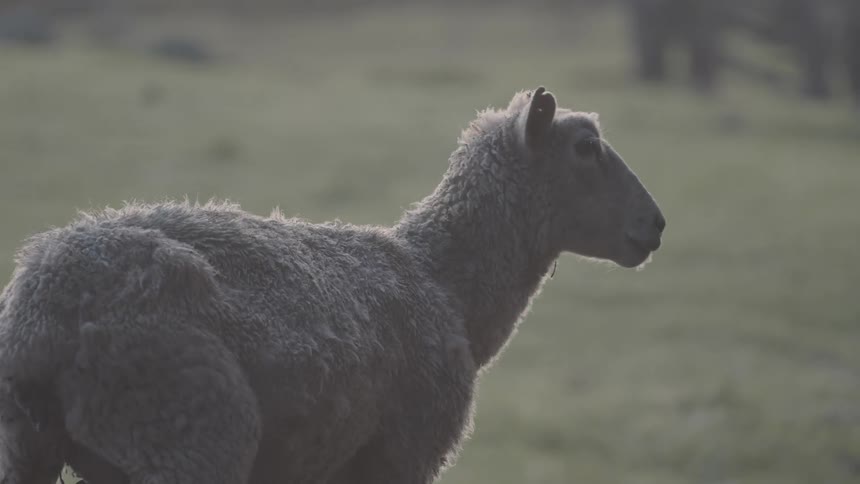 A sheep in a pasture on the farm
