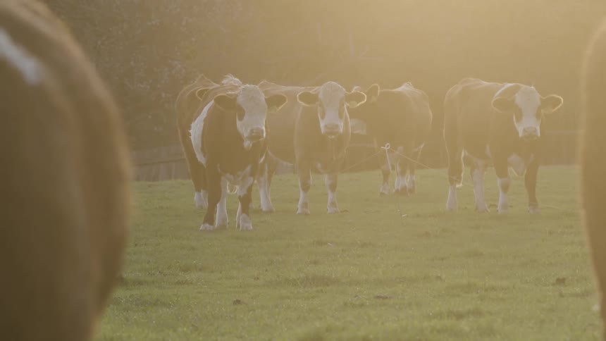 A herd of brown and white cows stands in a sunlit grassy field looking towards the viewer