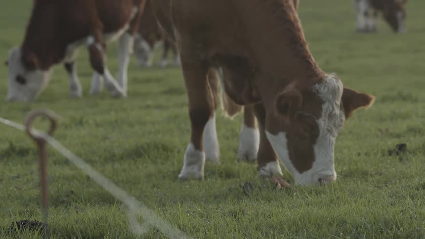 The cattle eating grass on the farm