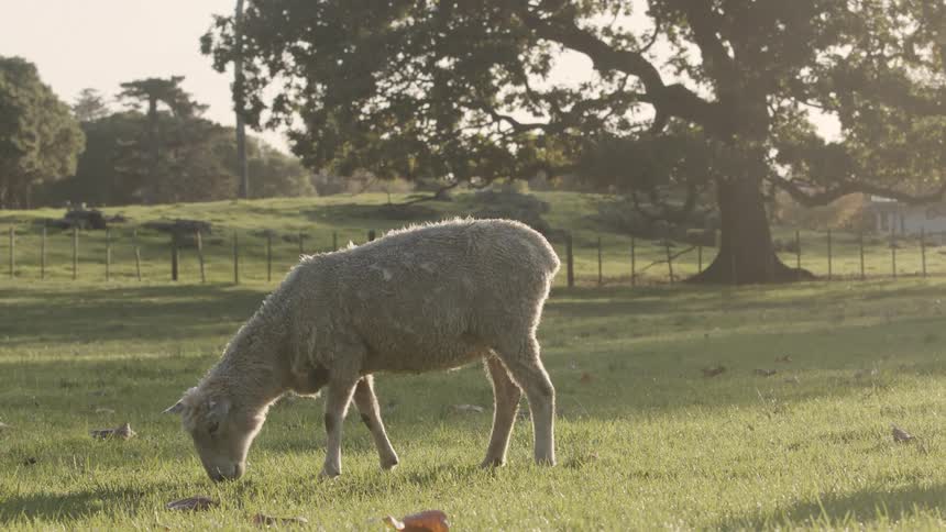 A sheep grazes in a sunlit grassy field with a large tree and a fence in the background