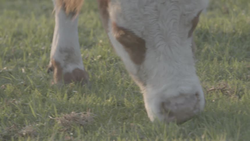 Cattle grazing and eating grass