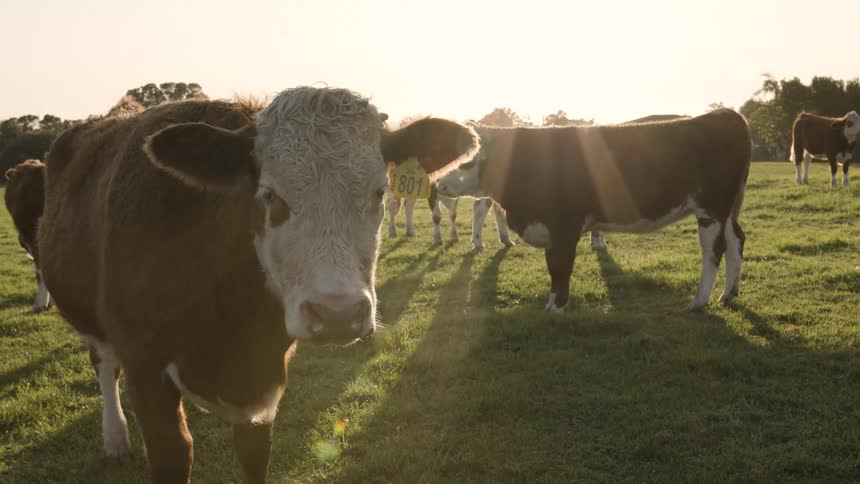 A brown and white cow stands prominently in a field with sun rays shining over its head while other cows are visible in the background