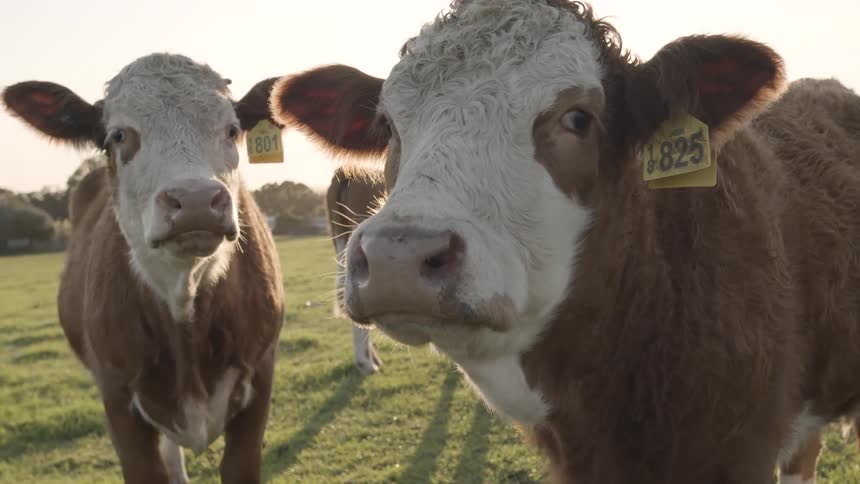 Cows standing in the pasture with ear tags