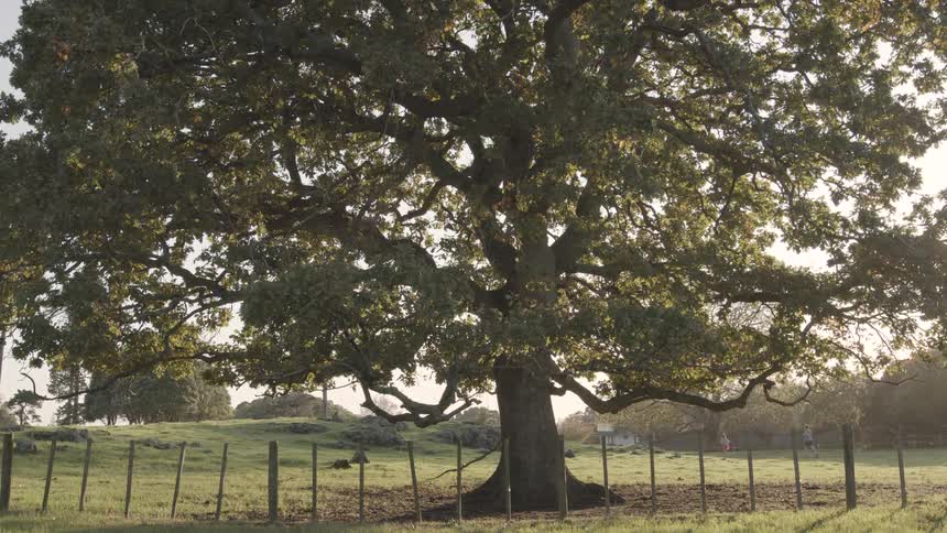 An enormous gnarled tree with extensive branches and full foliage stands prominently in a fenced grassy field under a bright sky