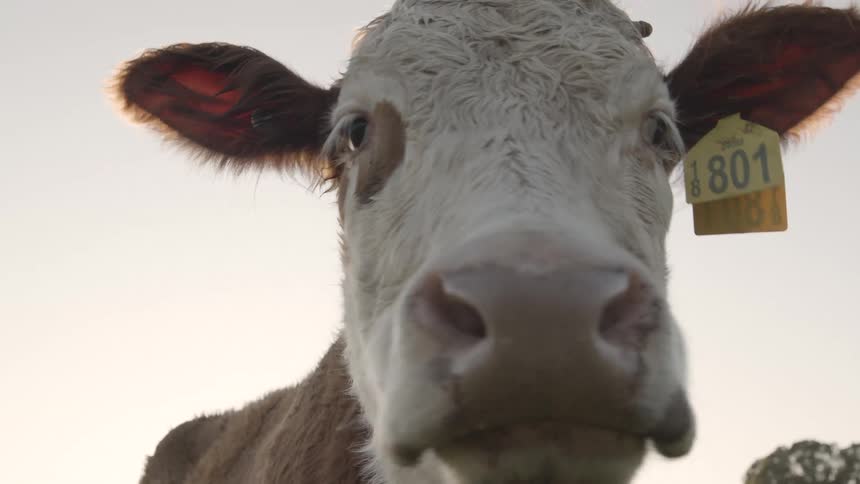 The cow slowly looks back and forth