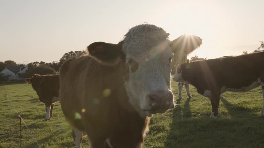 A brown and white cow stands prominently in a field with sun rays shining over its head while other cows are visible in the background
