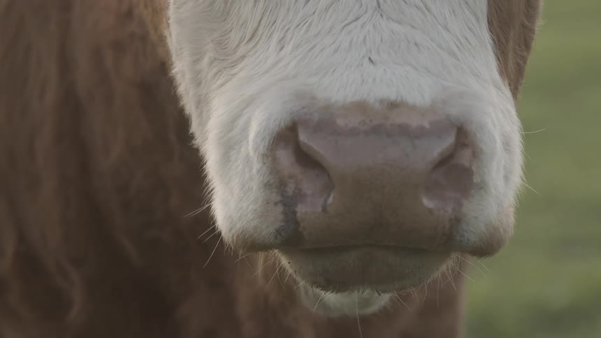 A close up of a brown cows nose and mouth as it turns its head to the side